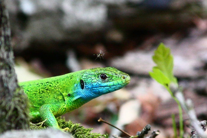 Lacerta bilineata vs zanzara